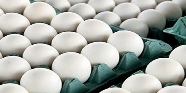 تصویر 3 از قیمت تخم مرغ درجه یک با کیفیت ارزان + خرید عمده
